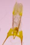 Anacampsis populella