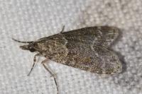Eudonia mercurella