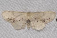 Idaea dimidiata