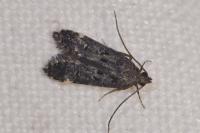 Dichomeris alacella