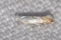 Phyllonorycter harrisella