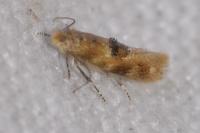 Bucculatrix ulmella