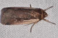 Ochropleura plecta