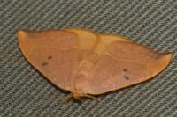 Watsonalla binaria