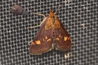 Pyrausta aurata