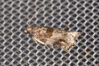 Rhopobota naevana