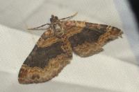 Xanthorhoe ferrugata