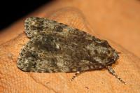 Acronicta rumicis