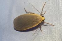 Collita griseola