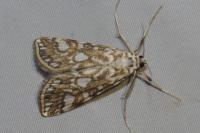 Elophila nymphaeata