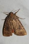 Amphipyra pyramidea