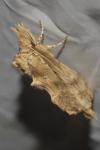 Pterostoma palpina