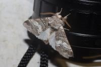 Drymonia querna