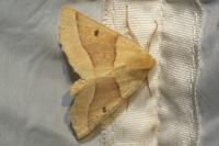 Crocallis elinguaria