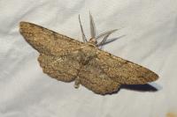 Hypomecis punctinalis