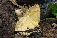 Camptogramma bilineata