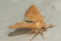 Atethmia centrago