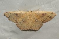 Cyclophora porata