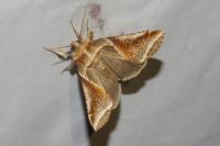 Habrosyne pyritoides
