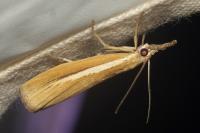 Agriphila selasella