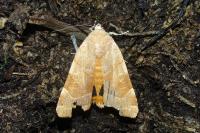 Noctua fimbriata