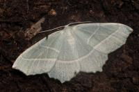 Campaea margaritaria