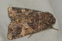 Sideridis rivularis