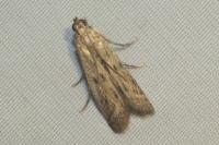 Phycitodes