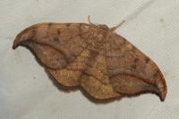 Drepana curvatula