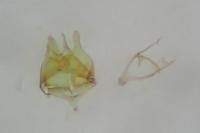 Tischeria decidua
