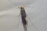 Monopis laevigella/weaverella