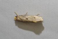 Tinea trinotella