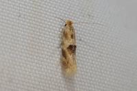 Bucculatrix ulmella