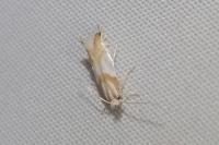 Phyllonorycter roboris