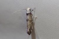 Paraswammerdamia albicapitella