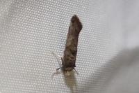 Paraswammerdamia nebulella