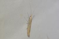 Coleophora therinella