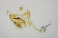 Coleophora therinella