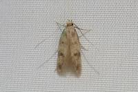 Borkhausenia nefrax