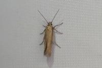 Scythris terrenella