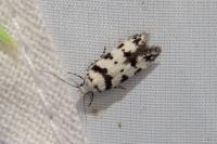 Pseudotelphusa scalella