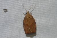 Pandemis heparana