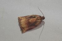 Archips podana