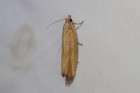 Bactra venosana
