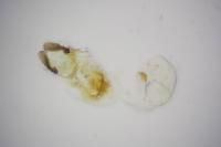 Bactra venosana