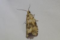 Celypha lacunana