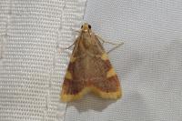Hypsopygia costalis