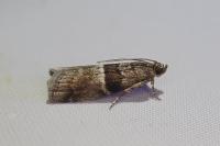 Elegia atrifasciella
