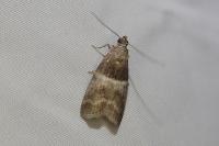 Elegia similella