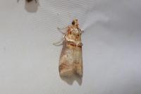 Acrobasis tumidana